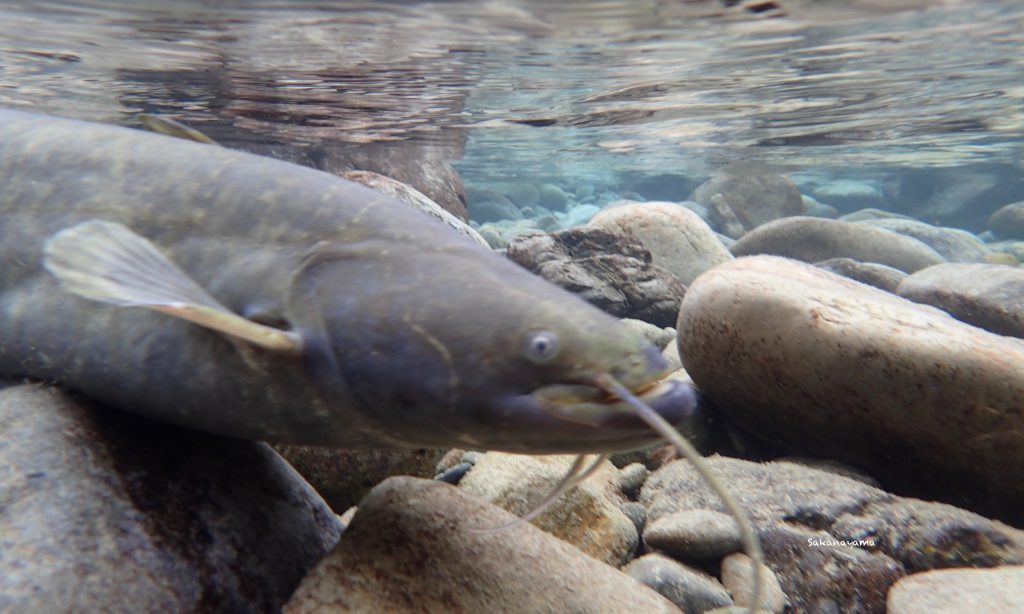 ナマズに注目 Sakanayama Lab